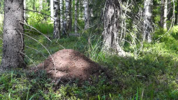 Fourmilière dans la forêt du matin 