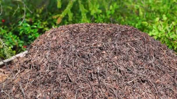 Myrstacken liv i sommar skog — Stockvideo