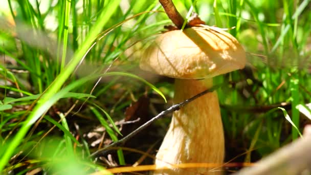 Belo cogumelo na floresta de manhã — Vídeo de Stock