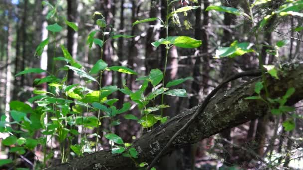 Soleado y sombreado en el bosque — Vídeos de Stock