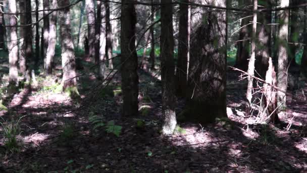 Спокійний тіньовий вологий ранковий ліс — стокове відео