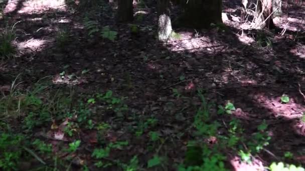 Тіньовий вологий ліс нахиляється вгору — стокове відео