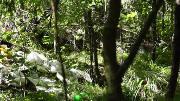 Οικιακά απόβλητα σε άγριο δάσος τηγάνι — Αρχείο Βίντεο