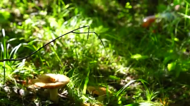 Mauvaise écologie dans la forêt incliner vers le haut — Video