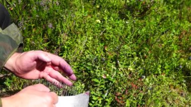 Yaban mersini ile kapmak toplama