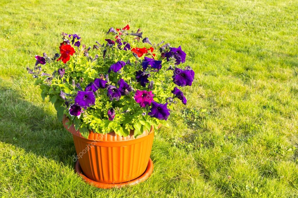 Frische Blumen im Topf draußen — Stockfoto © sgorin #120860056 Frische Blumen im Topf draußen — Stockfoto © sgorin #120860056