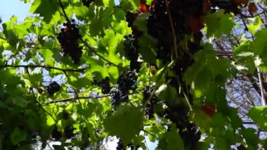 Üzüm gölgelik bahçedeki süslüyor
