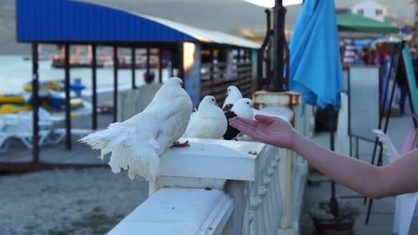 Mano accarezzando piccione bianco — Video Stock