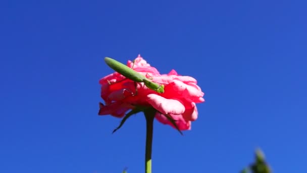 Groene mantis op rode roos — Stockvideo