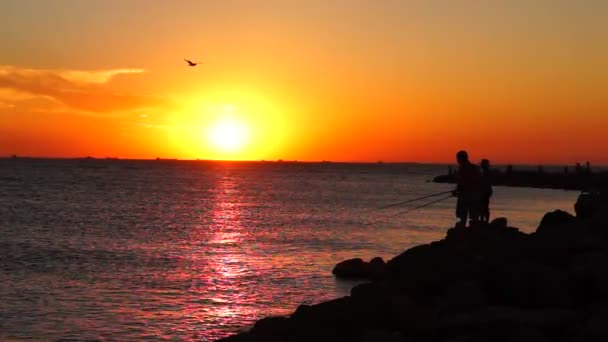 Pescatore e gabbiani in mare al tramonto — Video Stock