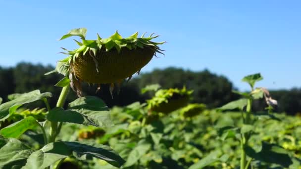 Ripe sunflowers plantation — Stock Video