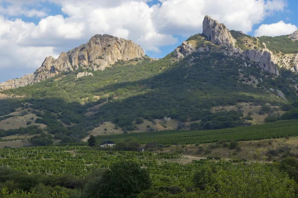 Виноградные плантации у подножия гор — стоковое фото