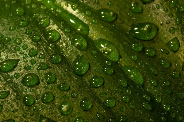 植物特写绿叶与雨滴的湿润背景 — 图库照片
