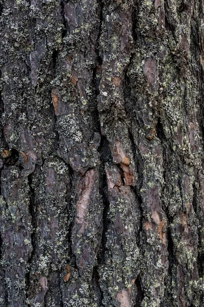 Pine Tree Bark Texture Pattern — Stock Photo, Image