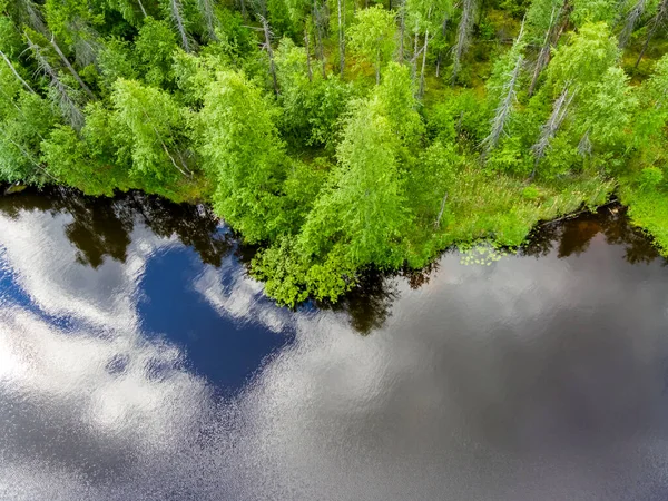 Floresta Abeto Selvagem Margem Lago Florestal Vista Aérea — Fotografia de Stock