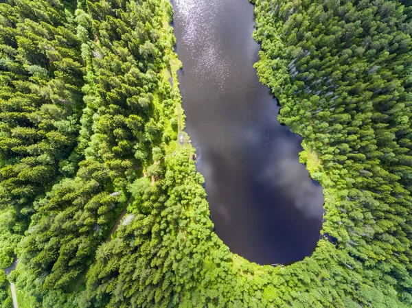 Floresta Abeto Selvagem Rodeia Pequeno Lago Florestal Verão Vista Aérea — Fotografia de Stock