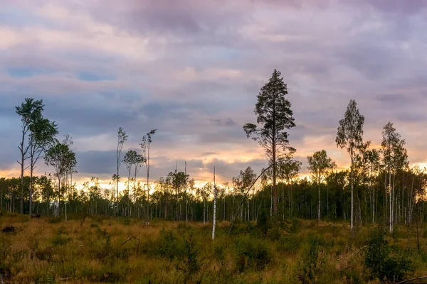 Lanskap Liar Hutan Musim Gugur Rawa Saat Matahari Terbenam — Stok Foto