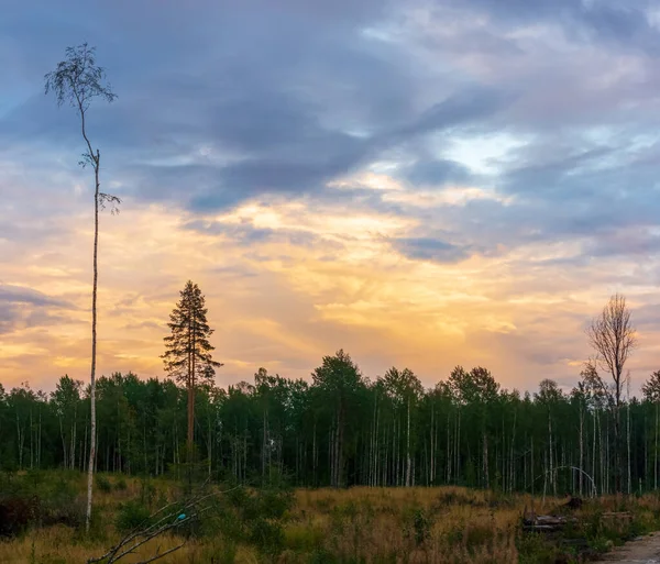 Dziki Krajobraz Lasu Bagnach Zachodzie Słońca Jesienią Wieczorem — Zdjęcie stockowe