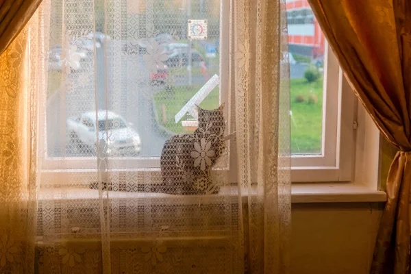 Perdenin arkasındaki penceredeki kedi sokağın penceresinden dışarı bakıyor.