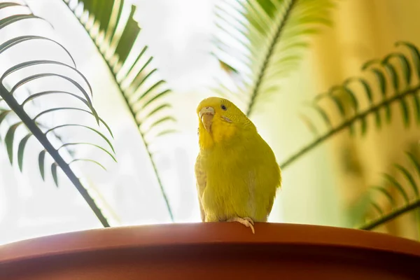 Sárga Papagáj Boldog Napsütéses Élet Szélén Virágcserép Egy Pálmafa — Stock Fotó