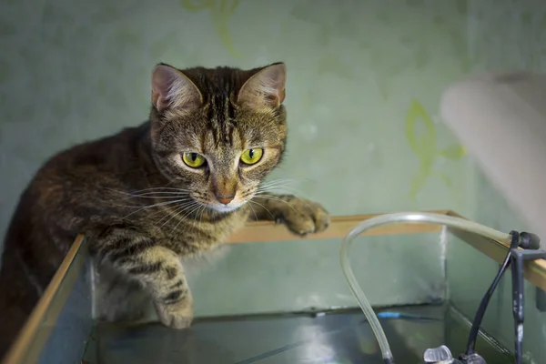 Fisher Katt Böjd Över Hemmet Akvarium Väntan Fisk — Stockfoto