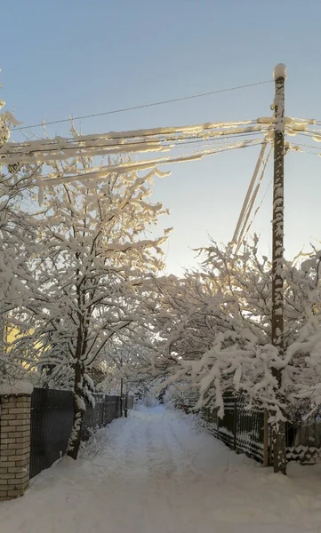 Clôtures Village Buissons Arbres Recouverts Neige Duveteuse Lors Une Journée — Photo