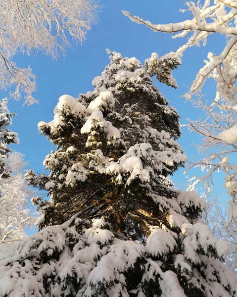 Strahlend Blauer Himmel Und Schneebedeckter Tannenbaum Frostigen Wintertagen Senkrecht — Stockfoto