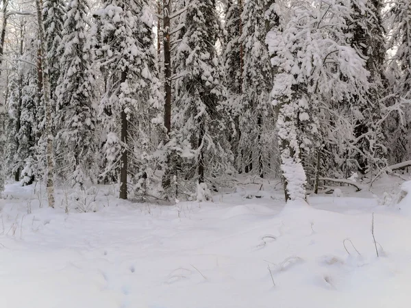 Bosjes Bomen Bedekt Met Sneeuw Het Winterbos Een Ijzige Winterdag — Stockfoto