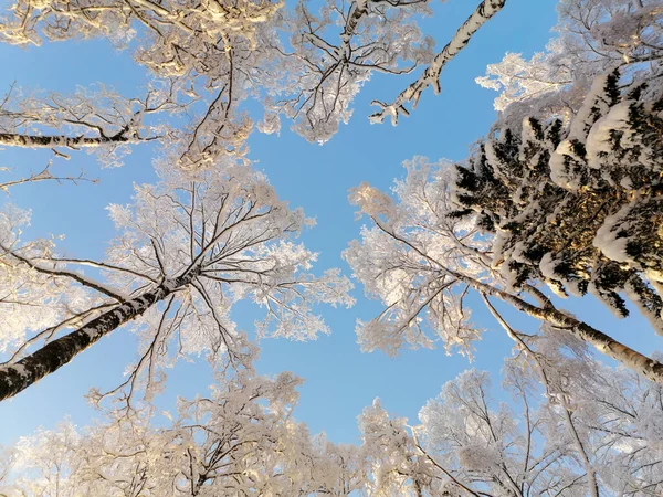 Sneeuw Berken Kronen Een Ijzige Winterdag Blauwe Lucht — Stockfoto