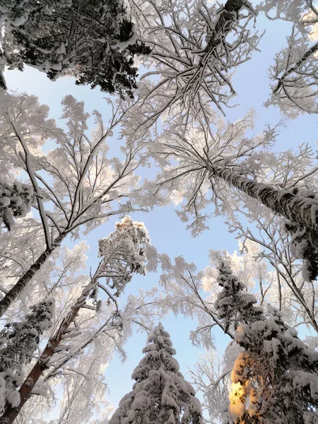 Zachte Blauwe Lucht Besneeuwde Kronen Van Bomen Ijzige Winterdag Verticaal — Stockfoto