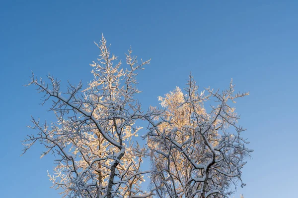 Tops Berken Sneeuw Ijzige Heldere Blauwe Lucht Het Zonlicht Winterdag — Stockfoto