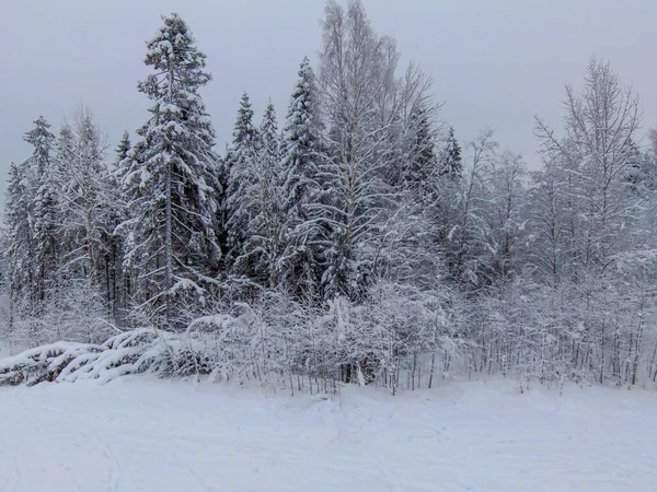 Flygfoto Över Vinterskogen Täckt Med Vit Snö — Stockfoto