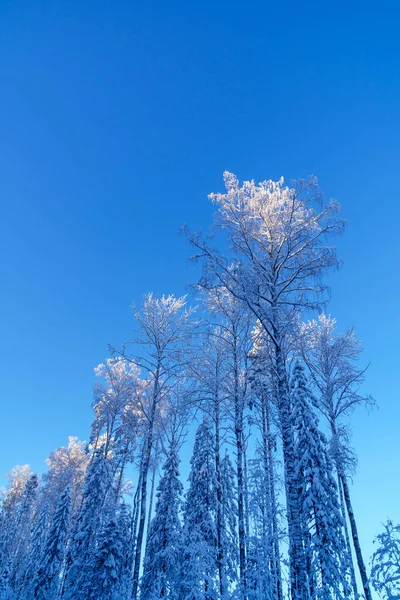 Sneeuw Bedekt Hoge Bomen Zweefde Blauwe Lucht Ijzige Winterdag — Stockfoto