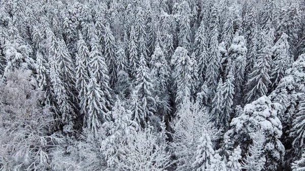 Luchtfoto Van Witte Pluizige Overdekte Dennenbomen Het Winterbos — Stockfoto