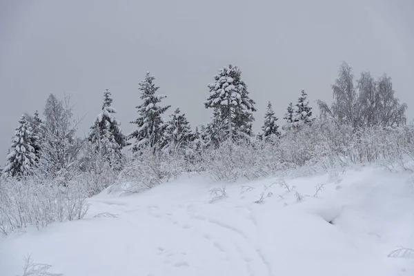 Schneebedeckte Tannen Auf Einer Anhöhe Wald Bei Strengem Frost — Stockfoto