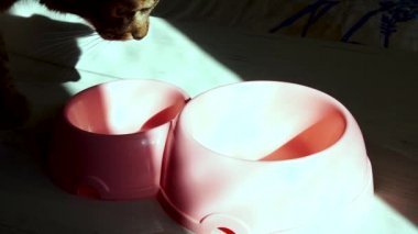 Üzgün aç kedi, güneşli odada boş kaseleri yavaş çekimde kokluyor.