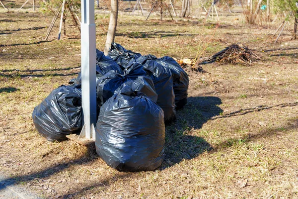 Bags full of garbage collected from lawn in spring day in city