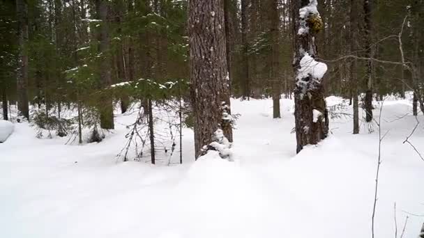 Karlı Kış Çam Ormanlarının Manzarası — Stok video
