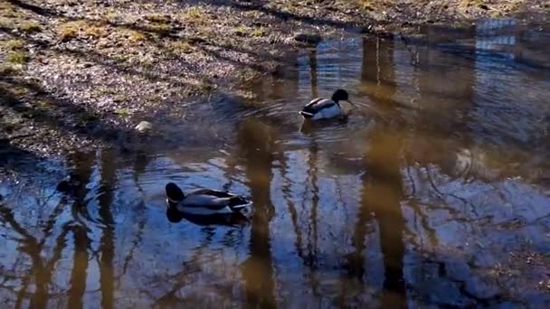 Dos Estanques Reales Charco Del Parque Ciudad Soleado Día Primavera — Vídeos de Stock