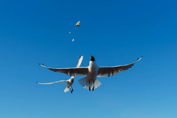 Las Gaviotas Cielo Atrapan Comida Sobre Marcha Soleado Cielo Azul — Foto de Stock