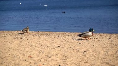 Yaban ördekleri bahar gölü kıyısında