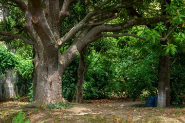 Tropikal iklim kuşağındaki dağınık şehir parkındaki yaşlı ağaç.