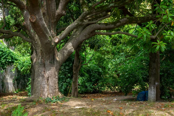 Tropikal iklim kuşağındaki dağınık şehir parkındaki yaşlı ağaç.