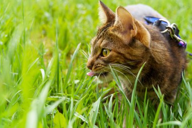 Funny cat shows its tongue in lush green grass outdoors