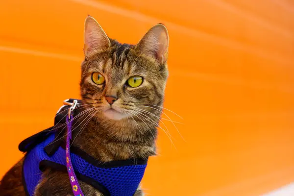 自然光の中でオレンジの背景にハーネスを慎重に見て猫屋外 — ストック写真