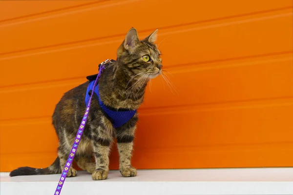 Cat Watchful Look Harness Orange Background Outdoors — ストック写真