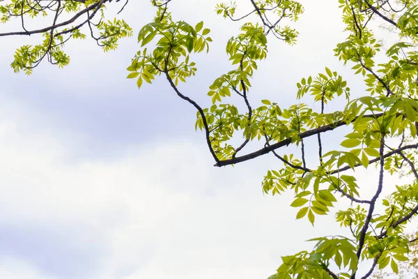 Fondo Brillante Jugoso Del Follaje Las Ramas Los Árboles Cielo — Foto de Stock