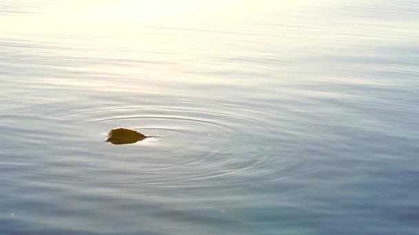 Sonne Glitzert Beim Morgendlichen Sonnenaufgang Zeitlupe Auf Der Oberfläche Des — Stockvideo