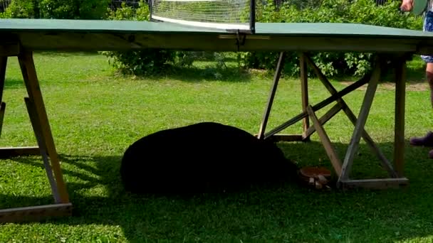 Ping Pong Bollen Hoppar Slow Bordet Och Hunden Sover Bordet — Stockvideo