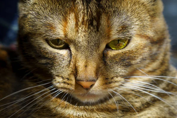 Calm Young Cat Serious Expression Close Natural Lightning — Stock Photo, Image